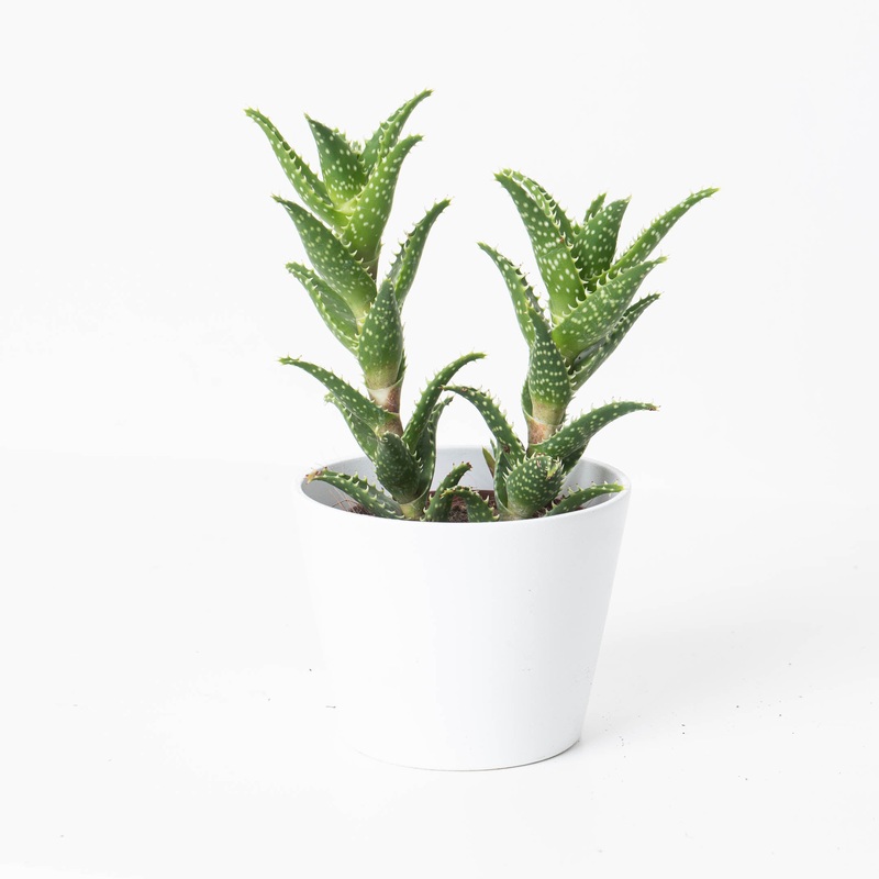 Aloe concinna|10.5cm
