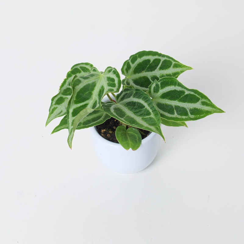 Anthurium Crystal Hope|6cm
