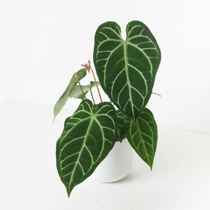 Anthurium Crystallinum x Regale