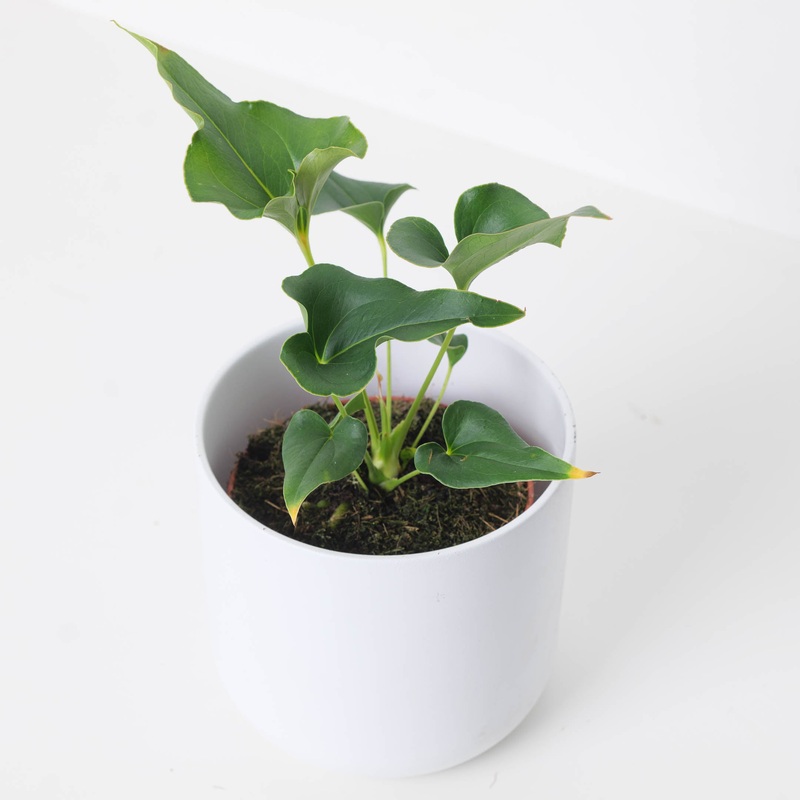 Anthurium  ferrierense ‘Crisped’