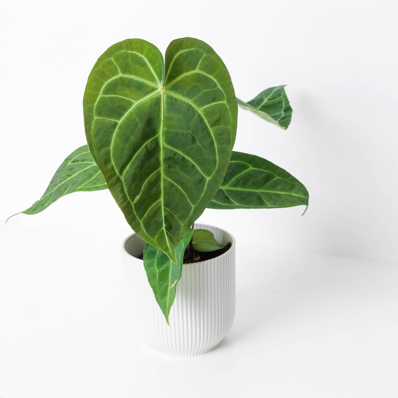 Anthurium magnificum x regale|14cm