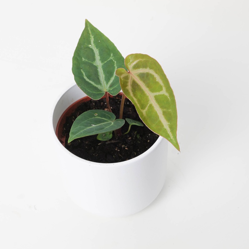 Anthurium Magnificum x (Zara x Michelle)