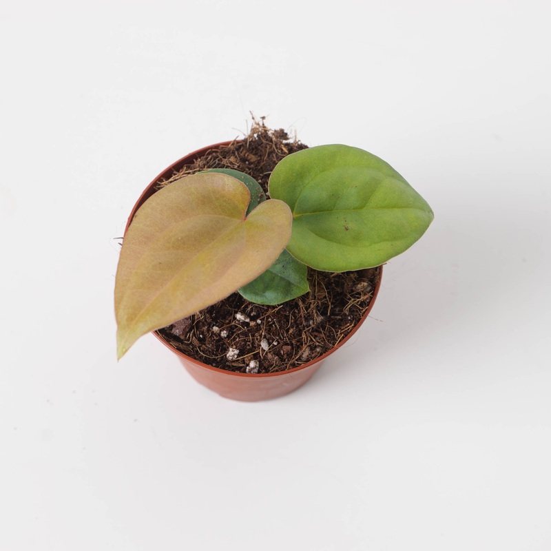 Anthurium papililaminum x luxurians