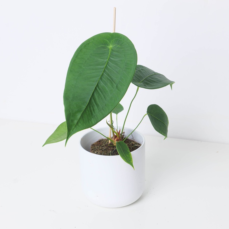 Anthurium peltigerium|12cm