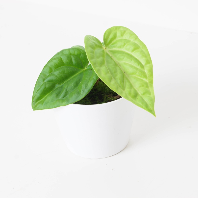 Anthurium villenaorum x luxurians