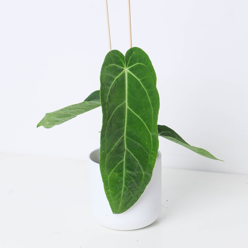 Anthurium warocqueanum x magnificum