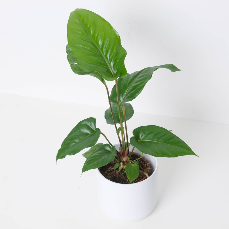 Anthurium watermaliense|12cm