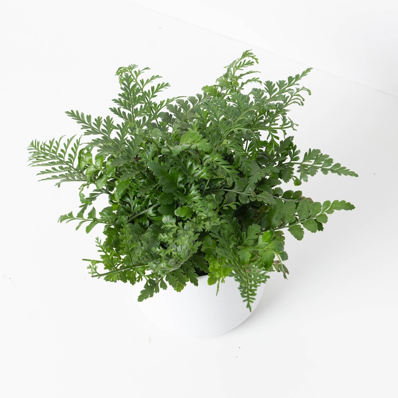 Asplenium parvati | Mother Fern