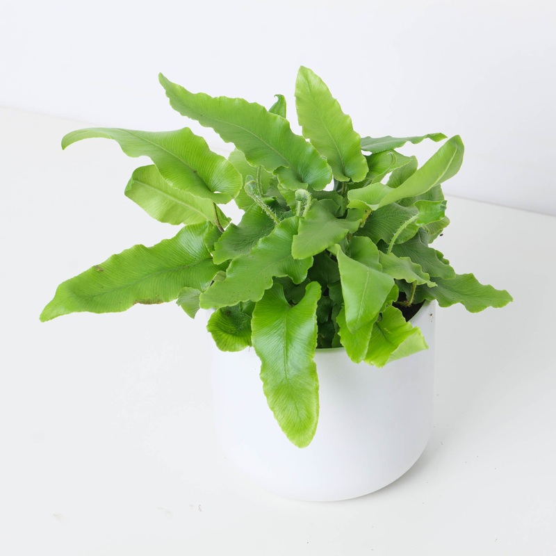 Asplenium scolopendrium|12cm