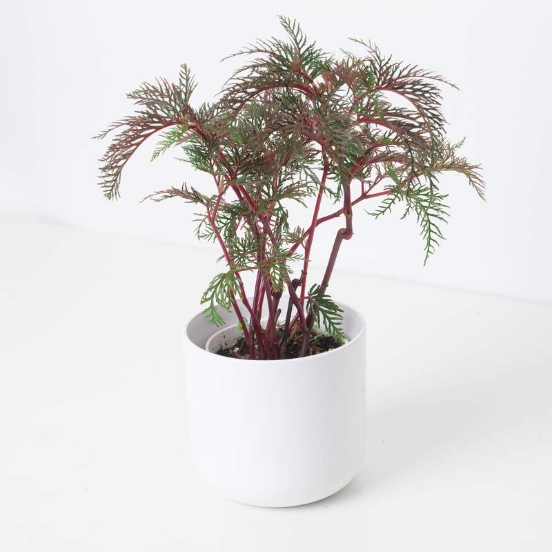 Begonia bipinnatifida|9cm|12cm