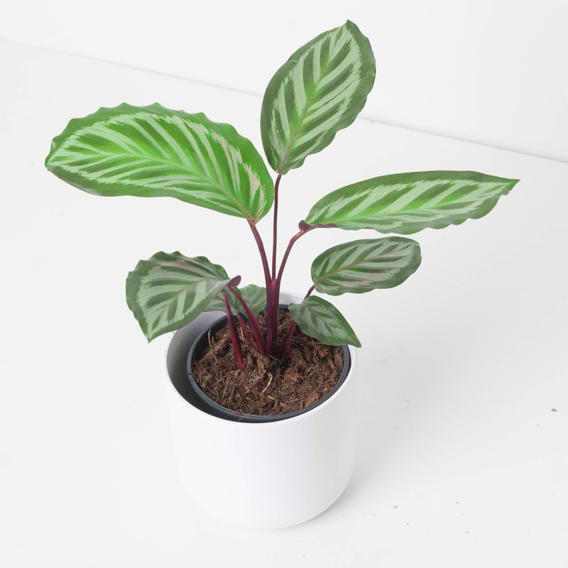 Calathea roseopicta ‘Cora’|12cm