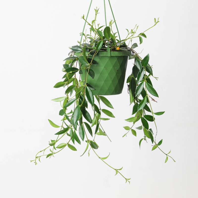 Codonanthe Crassifolia|14cm