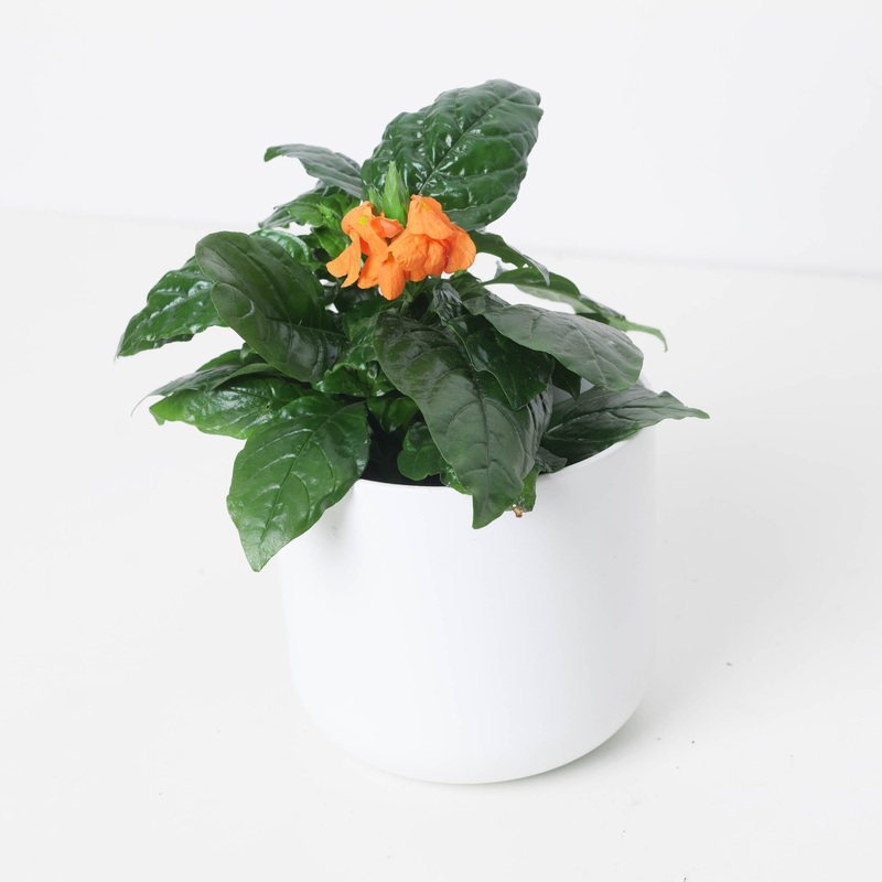Crossandra infundibuliformis ‘Fortuna’ | Firecracker Flower Plant