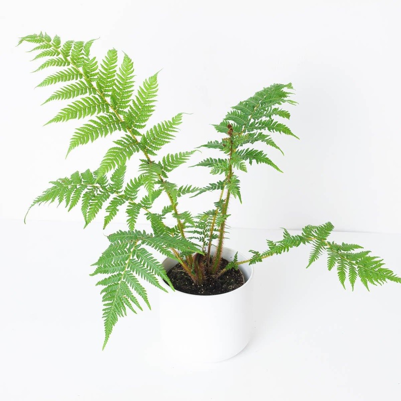 Cyathea cooperi|12cm