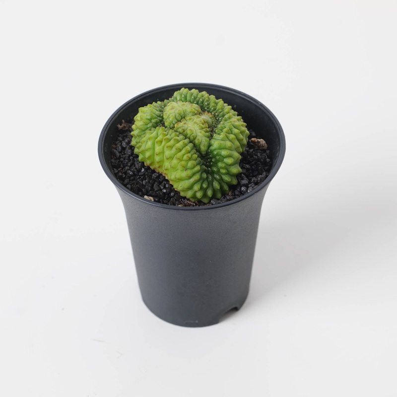 Gymnocalycium hybrid inermis f. cristata