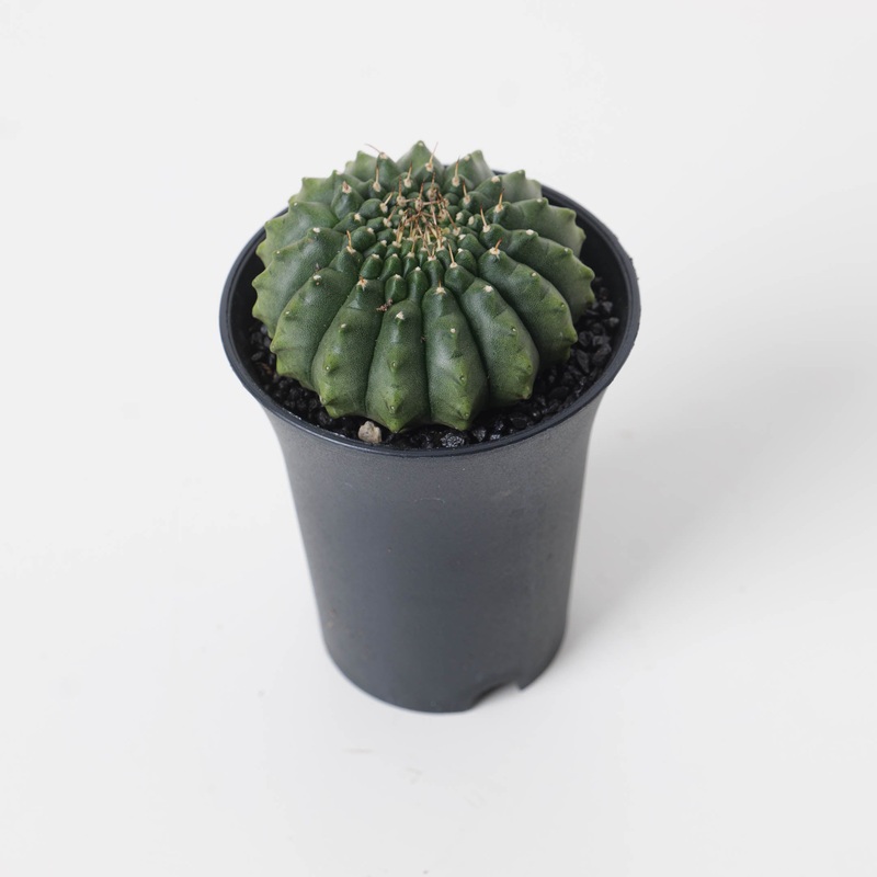 Gymnocalycium hybrid inermis f. ‘Island’