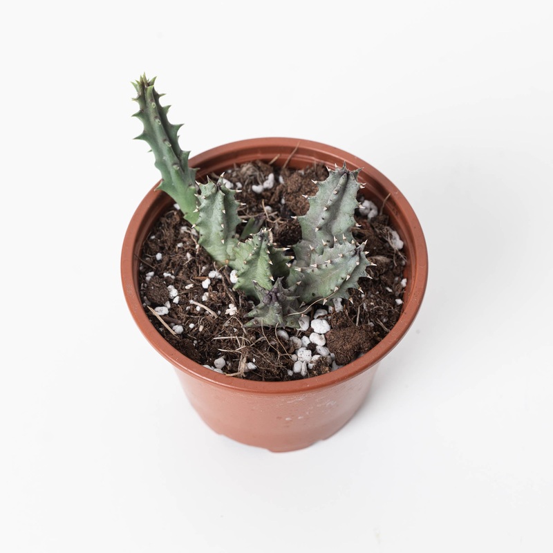 Huernia primulina (Stapeliad)|8cm