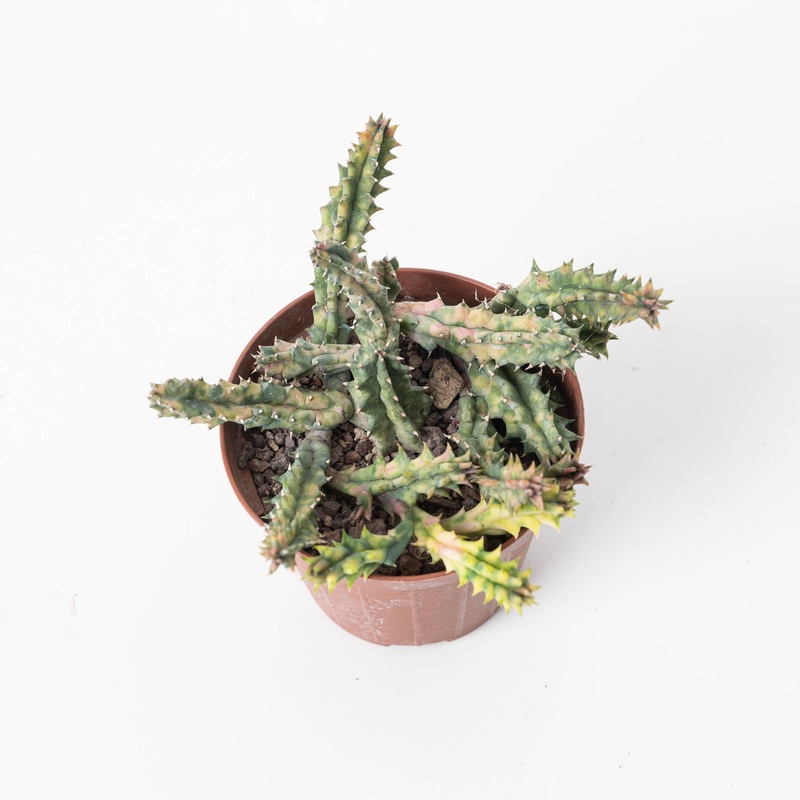 Huernia zebrina Variegated|8cm