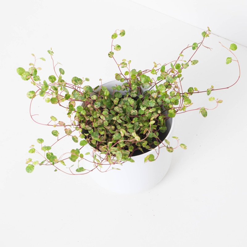 Muehlenbeckia Axillaris Variegated