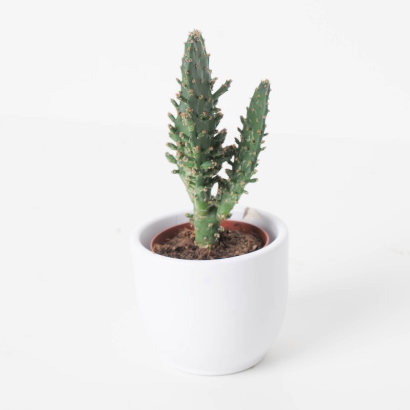 Opuntia monacantha|8.5cm|5.5cm