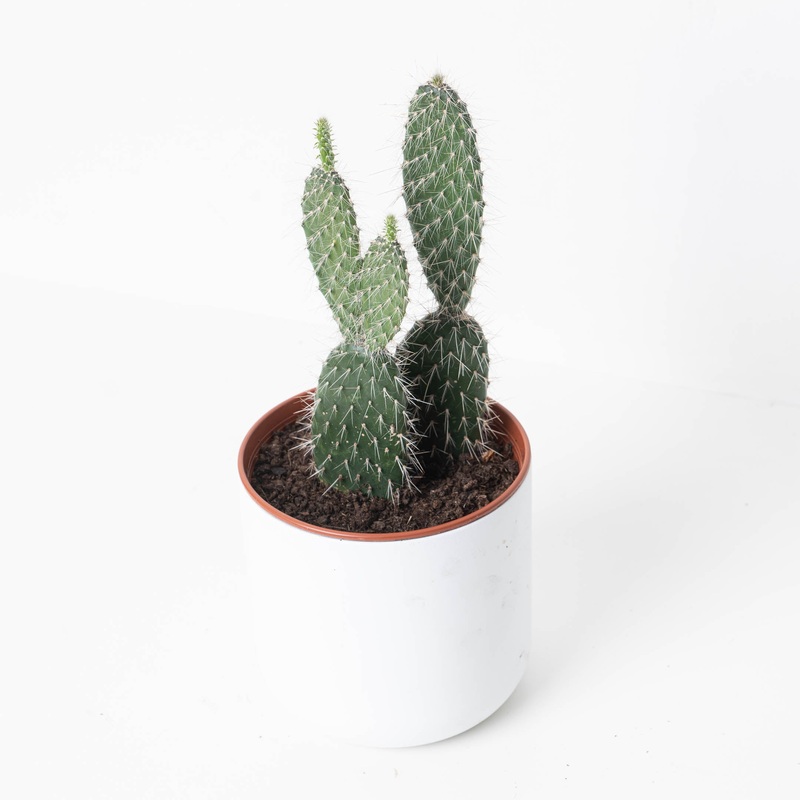 Opuntia sp.|11cm|14cm