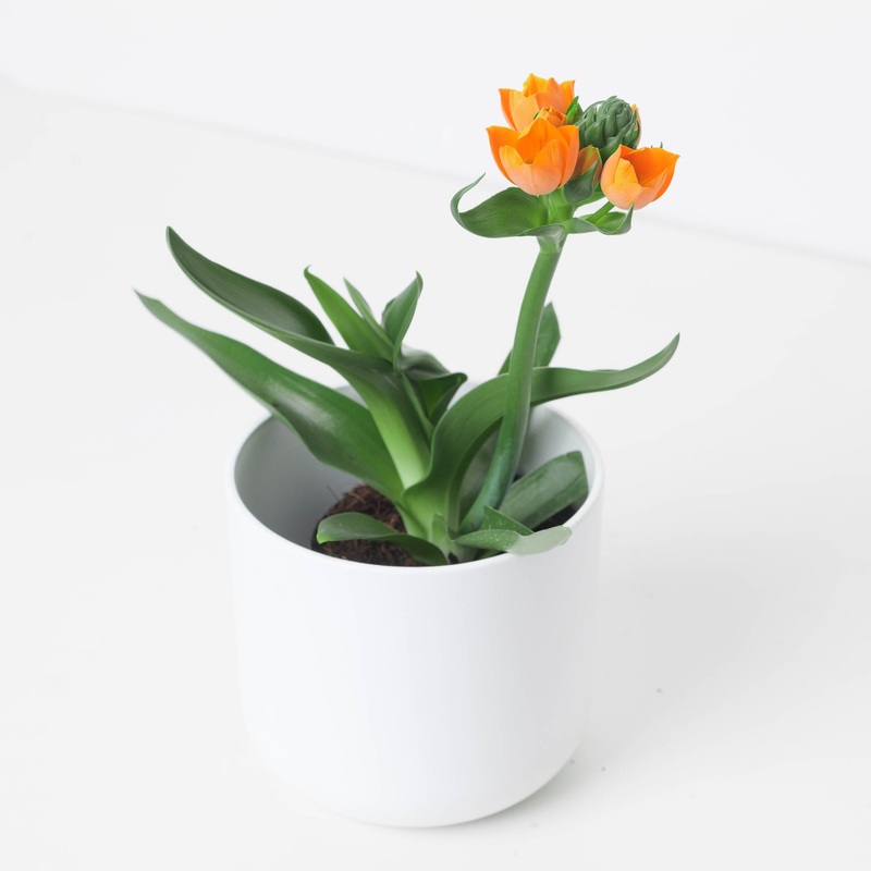 Ornithogalum dubium Orange | Star of Bethlehem