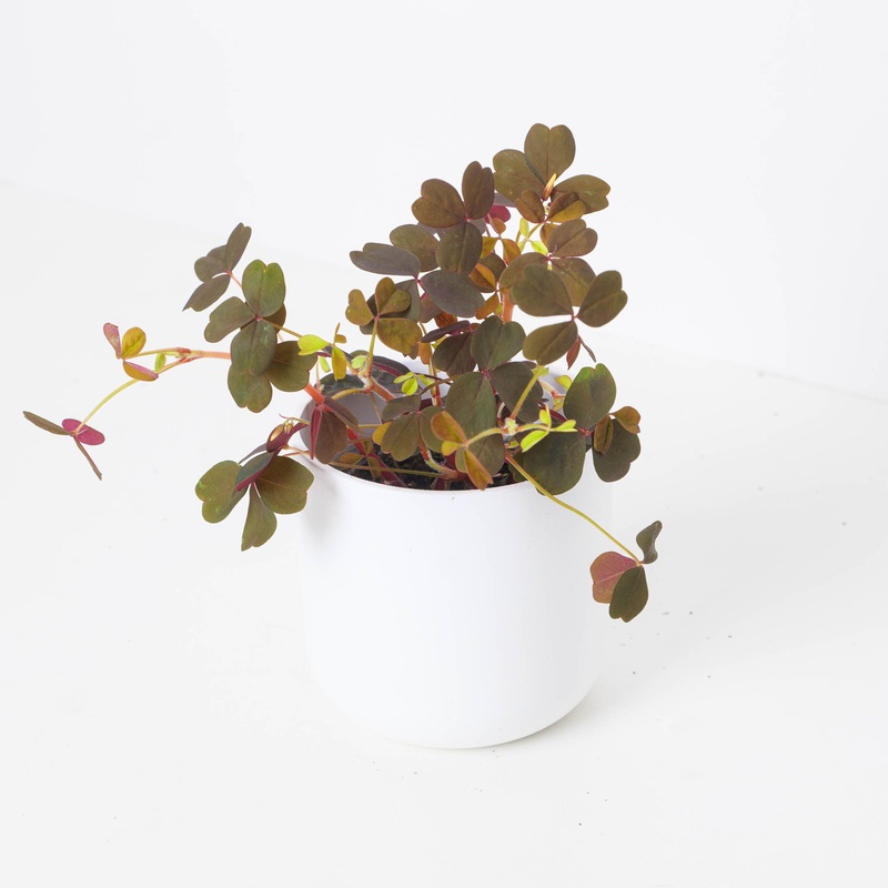 Oxalis ‘Vulcan Red’|10cm