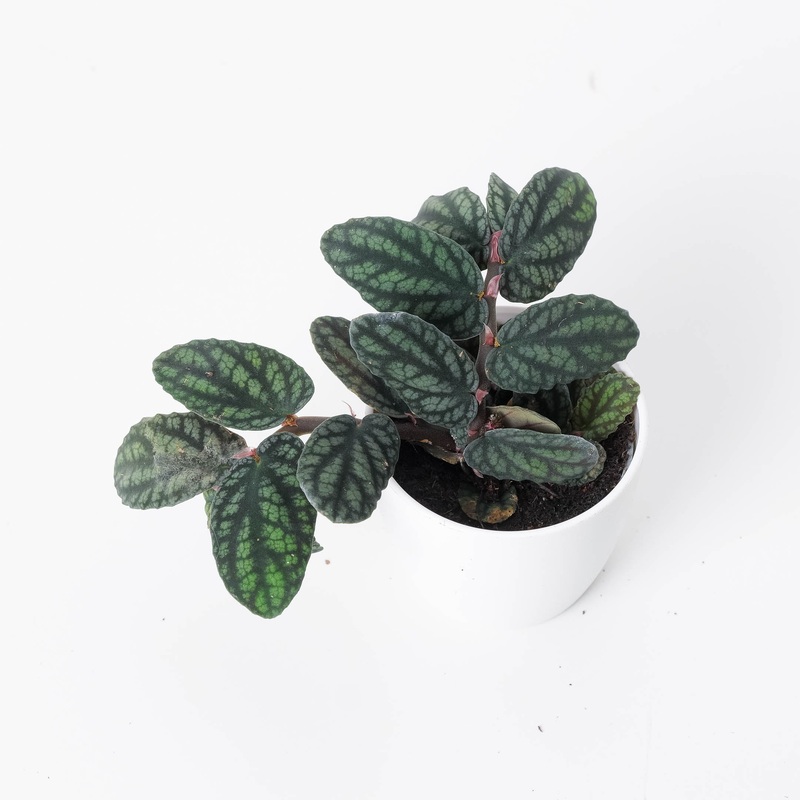 Pellionia pulchra|6cm