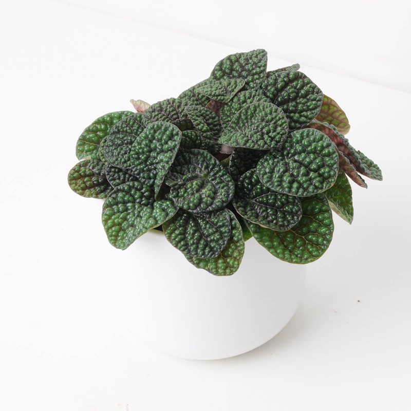Peperomia ‘Green Bubble’|11cm