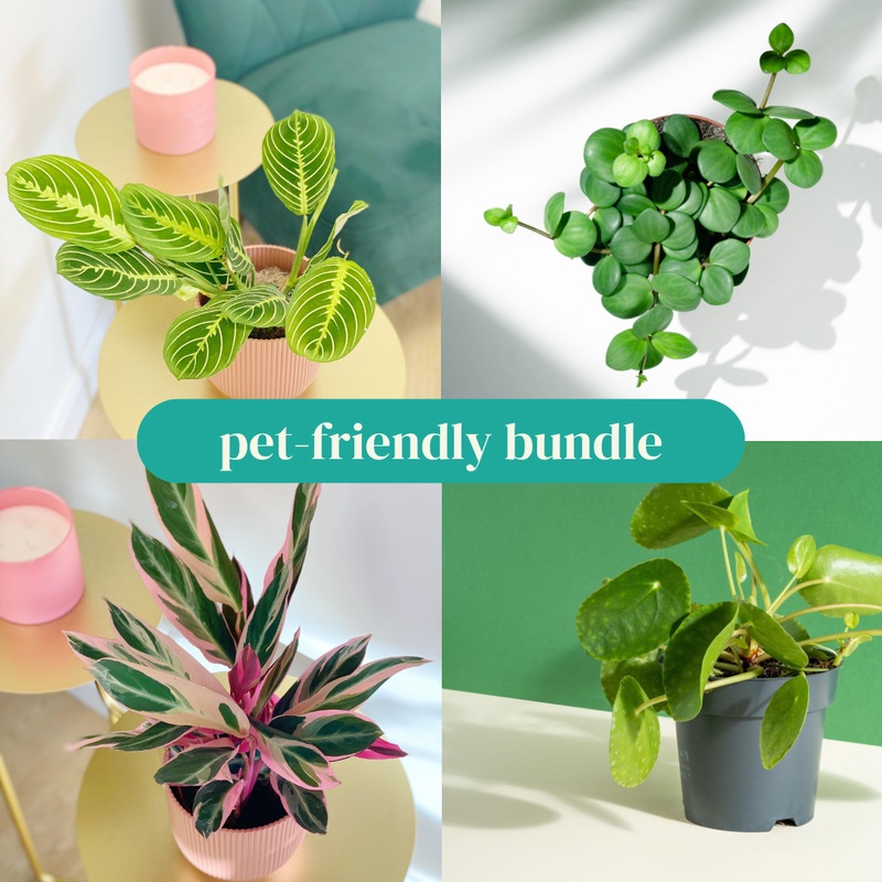 Pet-Friendly Bundle
