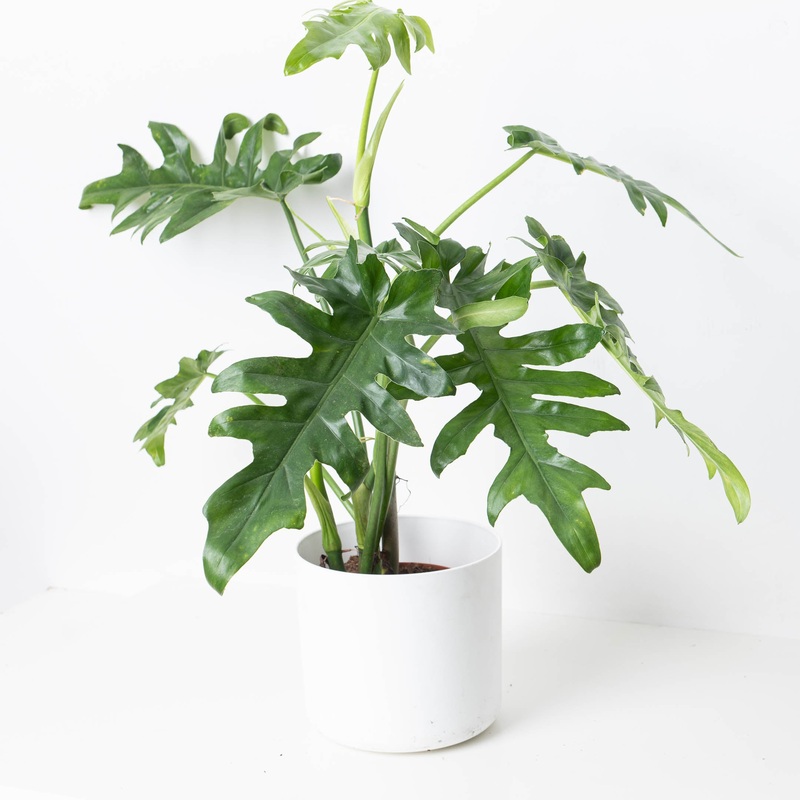 Philodendron Bob Cee|17cm