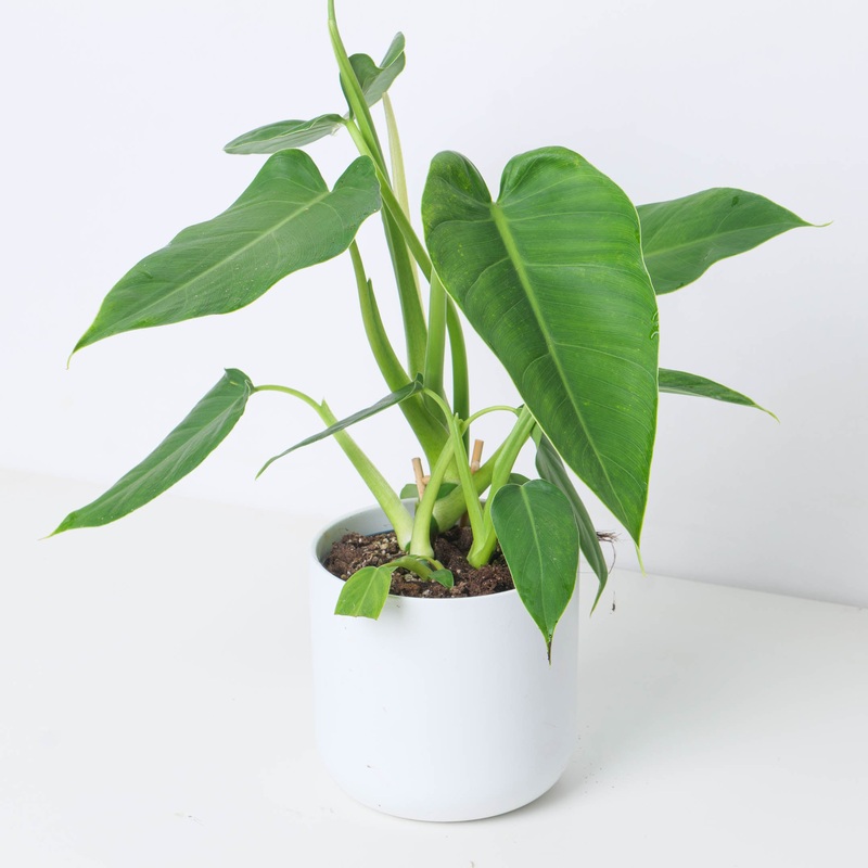 Philodendron Brenesii|14cm