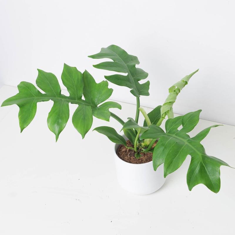 Philodendron distantilobum Wide Form’