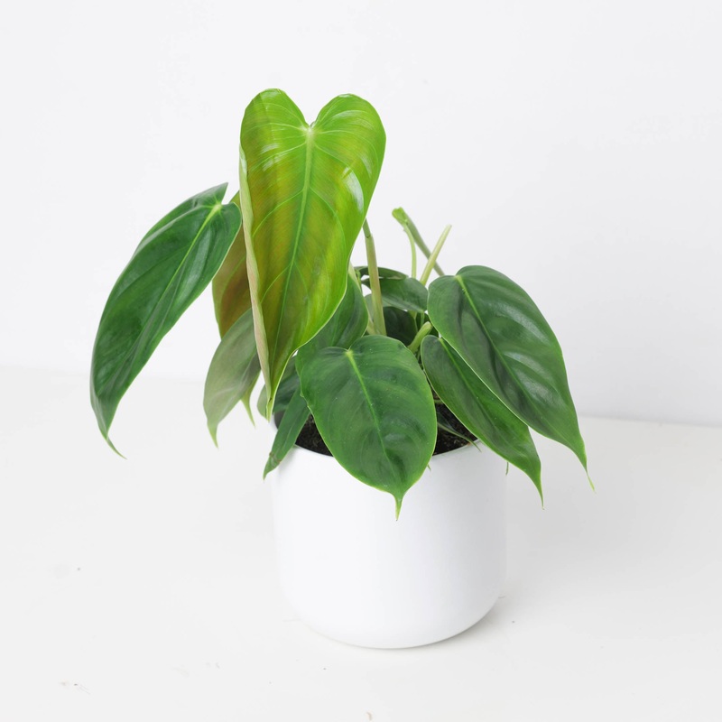 Philodendron esmeraldense|12cm
