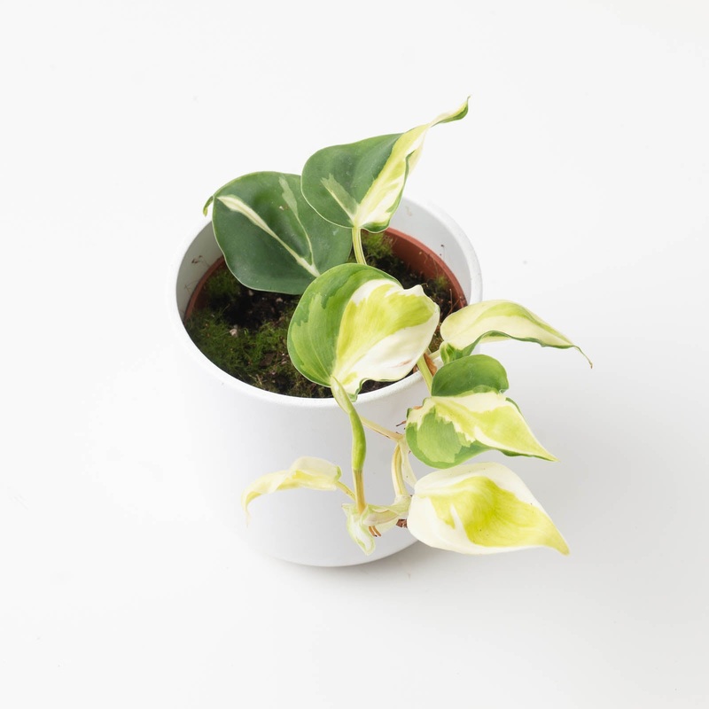 Philodendron scandens ‘Cream Splash’