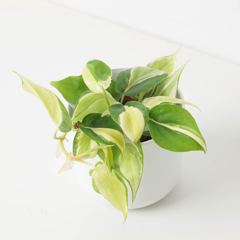 Philodendron scandens ‘Rio’|12cm