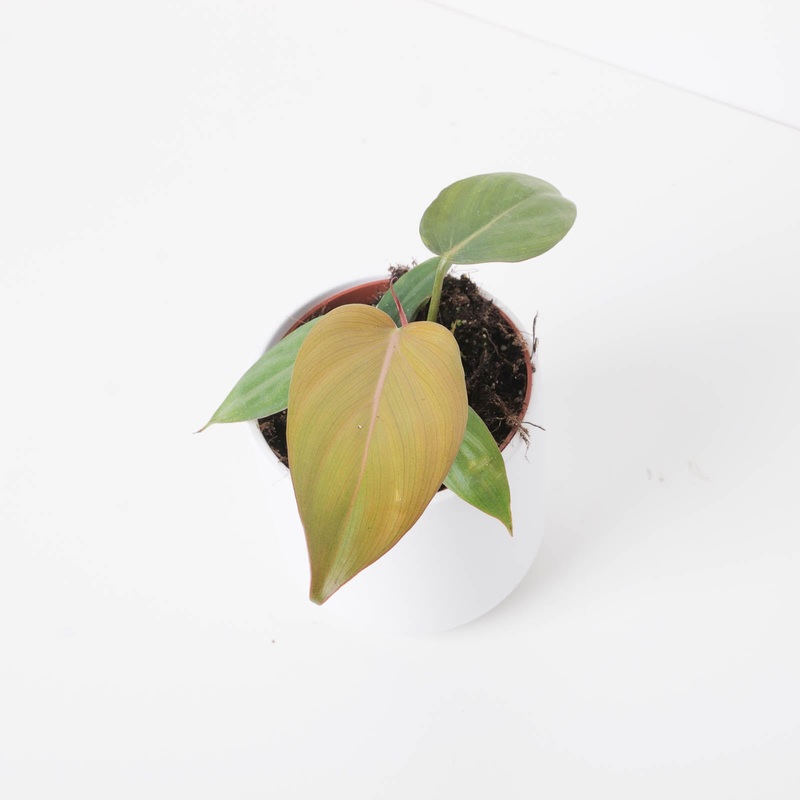 Philodendron ‘Summer Glory’|14cm|12cm|10.5cm|9cm
