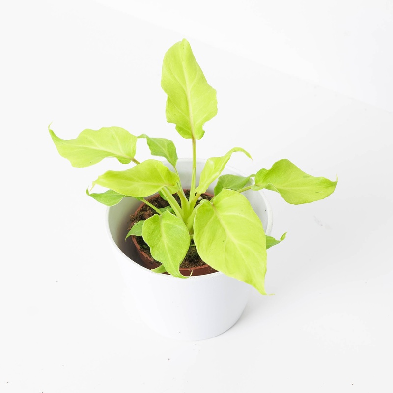 Philodendron ‘Xanadu Lime’|9cm