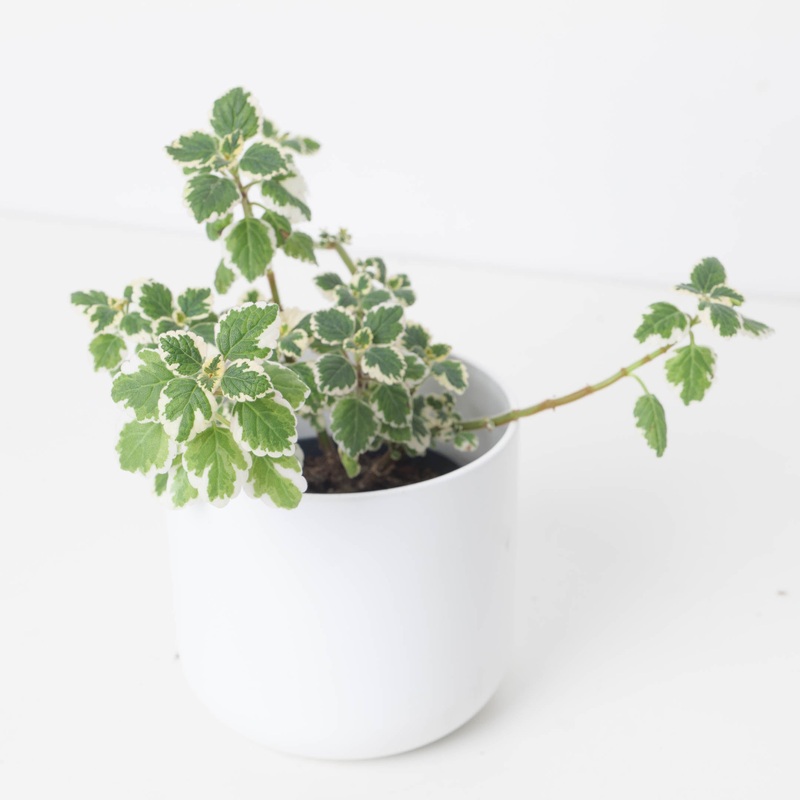 Plectranthus coleoides Variegated