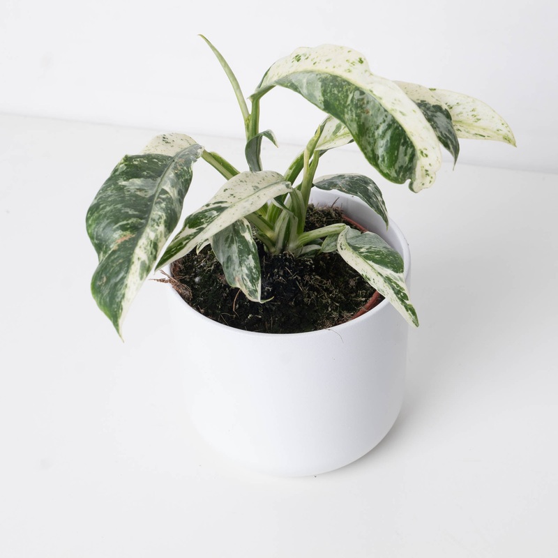 Rhaphidophora puberula Variegated