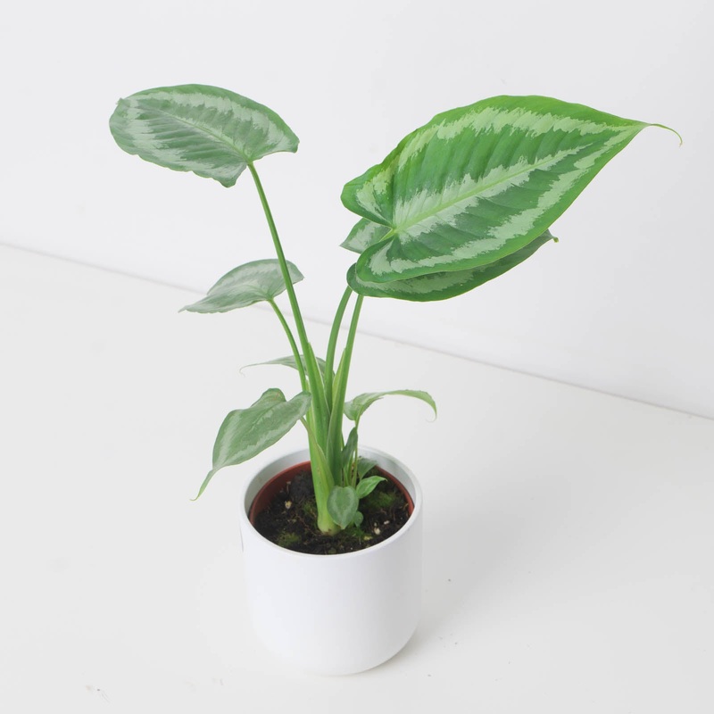 Schismatoglottis calyptrata|10.5cm