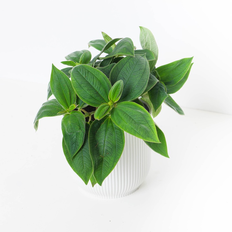 Tibouchina Rich Blue|15cm