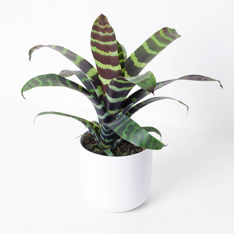 Vriesea ‘Era’ aff.|12cm