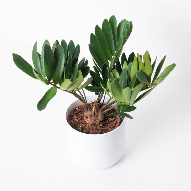 Zamia furfuracea | Cardboard Palm