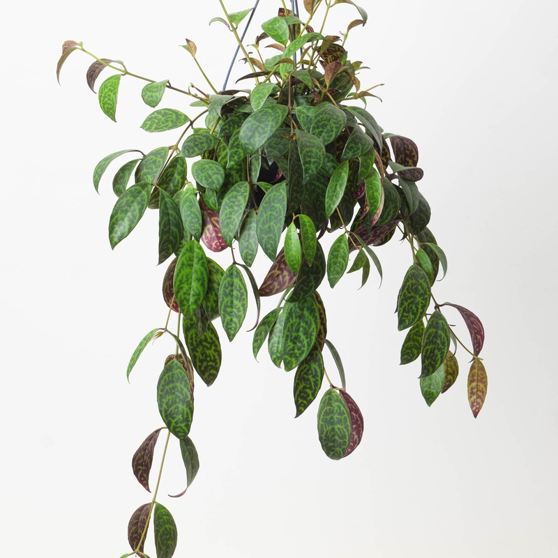 Zebra Basket Vine | Aeschynanthus marmoratus | House Plant