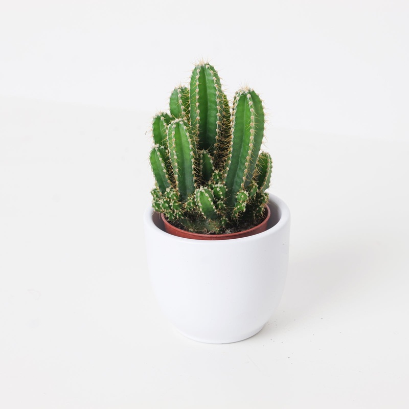 Acanthocereus tetragonus cv. Fairytale Castle | Fairy Castle Cactus