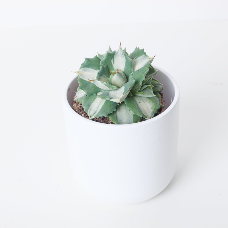 Agave potatorum Ouji-Raijin variegated