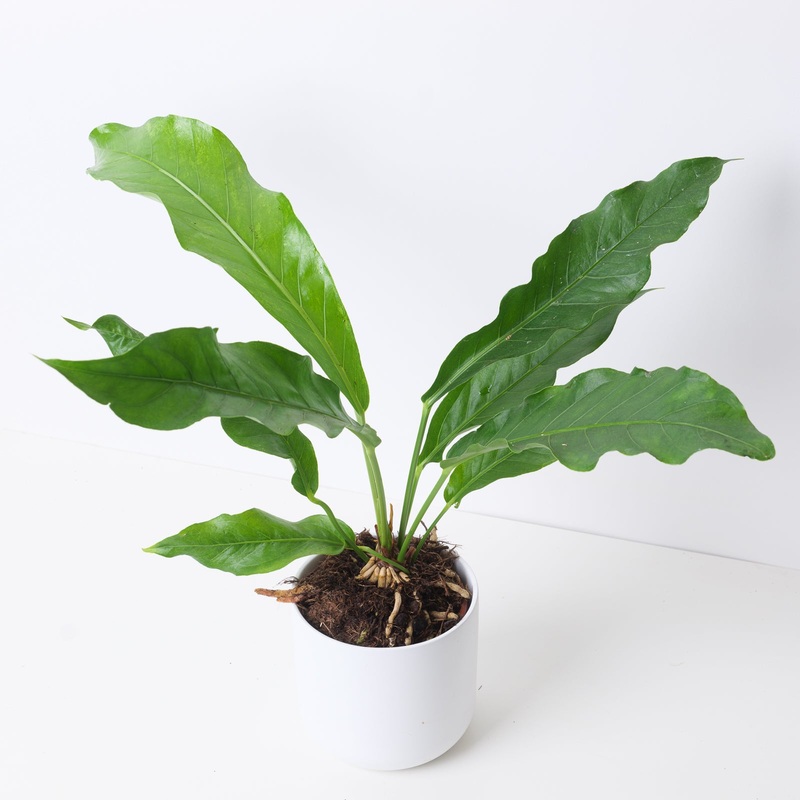 Anthurium hookeri|12cm|14cm|17cm
