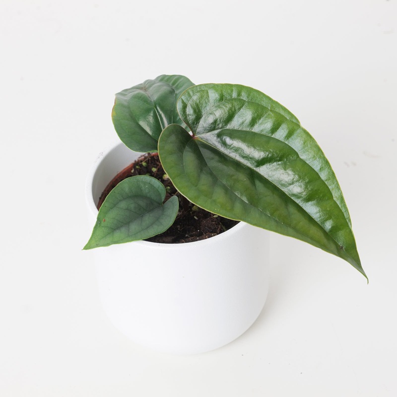 Anthurium nigrolaminum ‘Gigi’ x luxurians