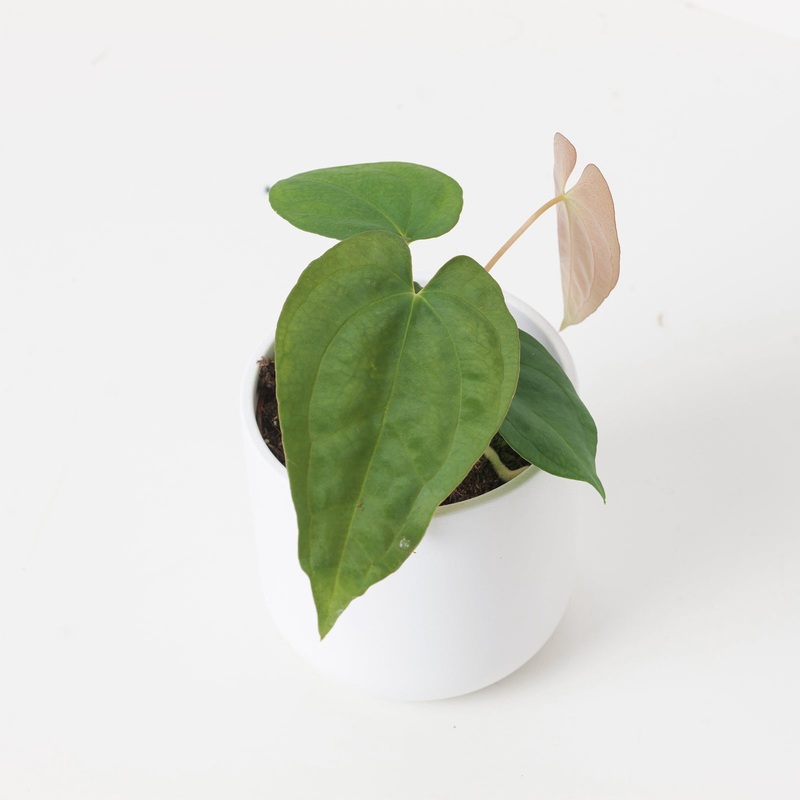 Anthurium papillilaminum|10.5cm|10.5cm Imperfect